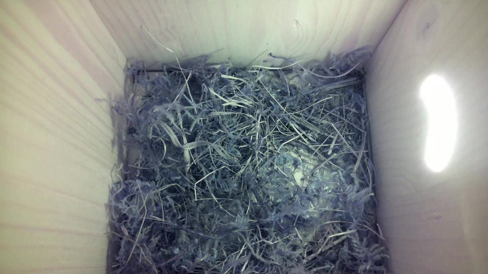 Aufnahme aus dem Vogelhaus