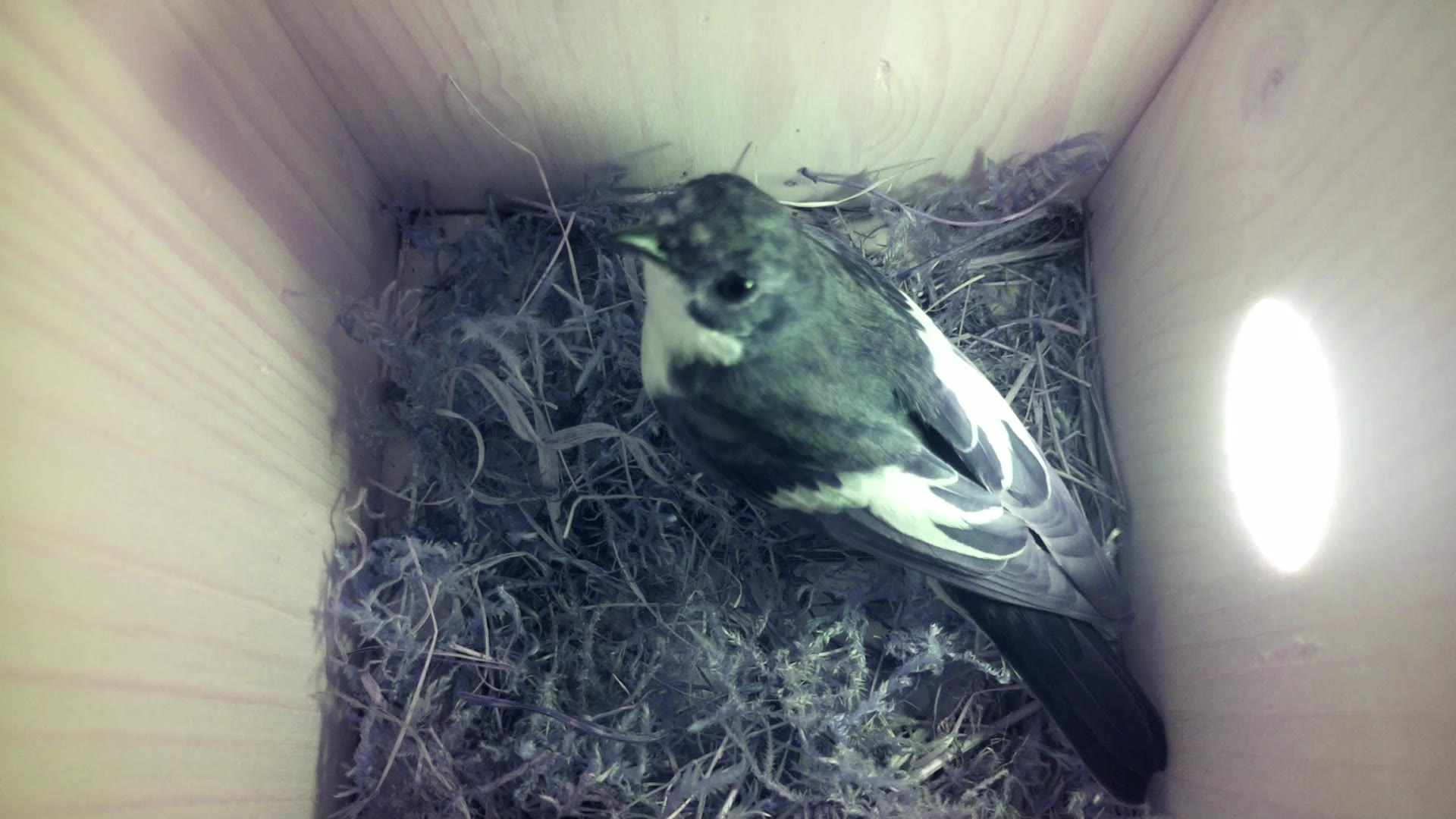 Aufnahme aus dem Vogelhaus