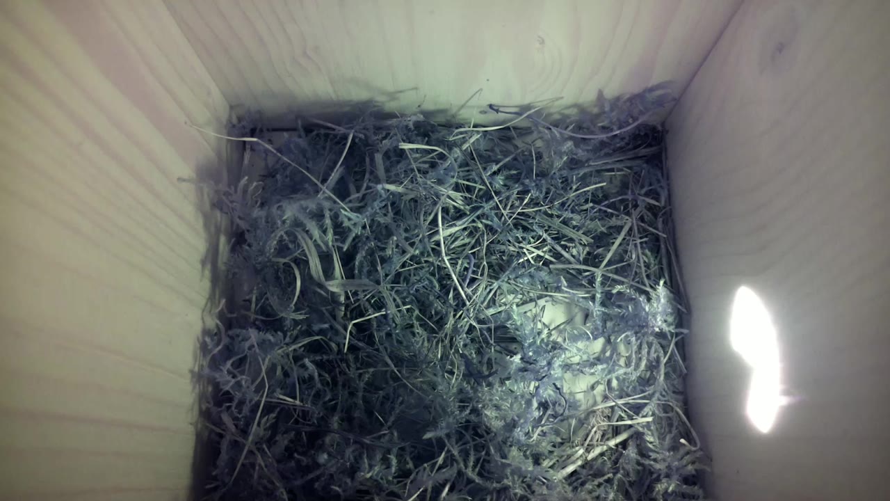 Aufnahme aus dem Vogelhaus