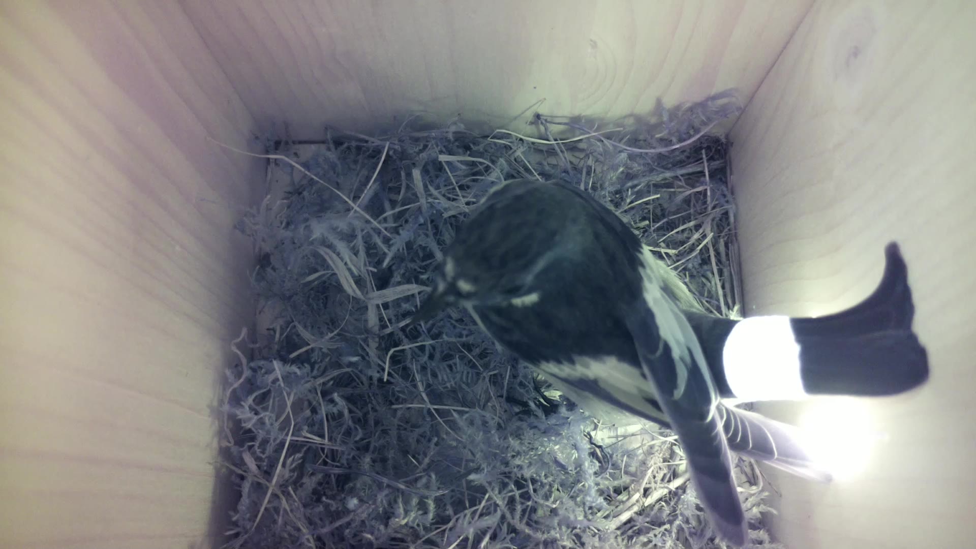 Aufnahme aus dem Vogelhaus