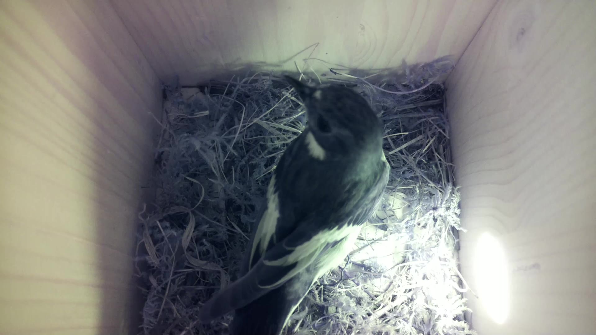Aufnahme aus dem Vogelhaus