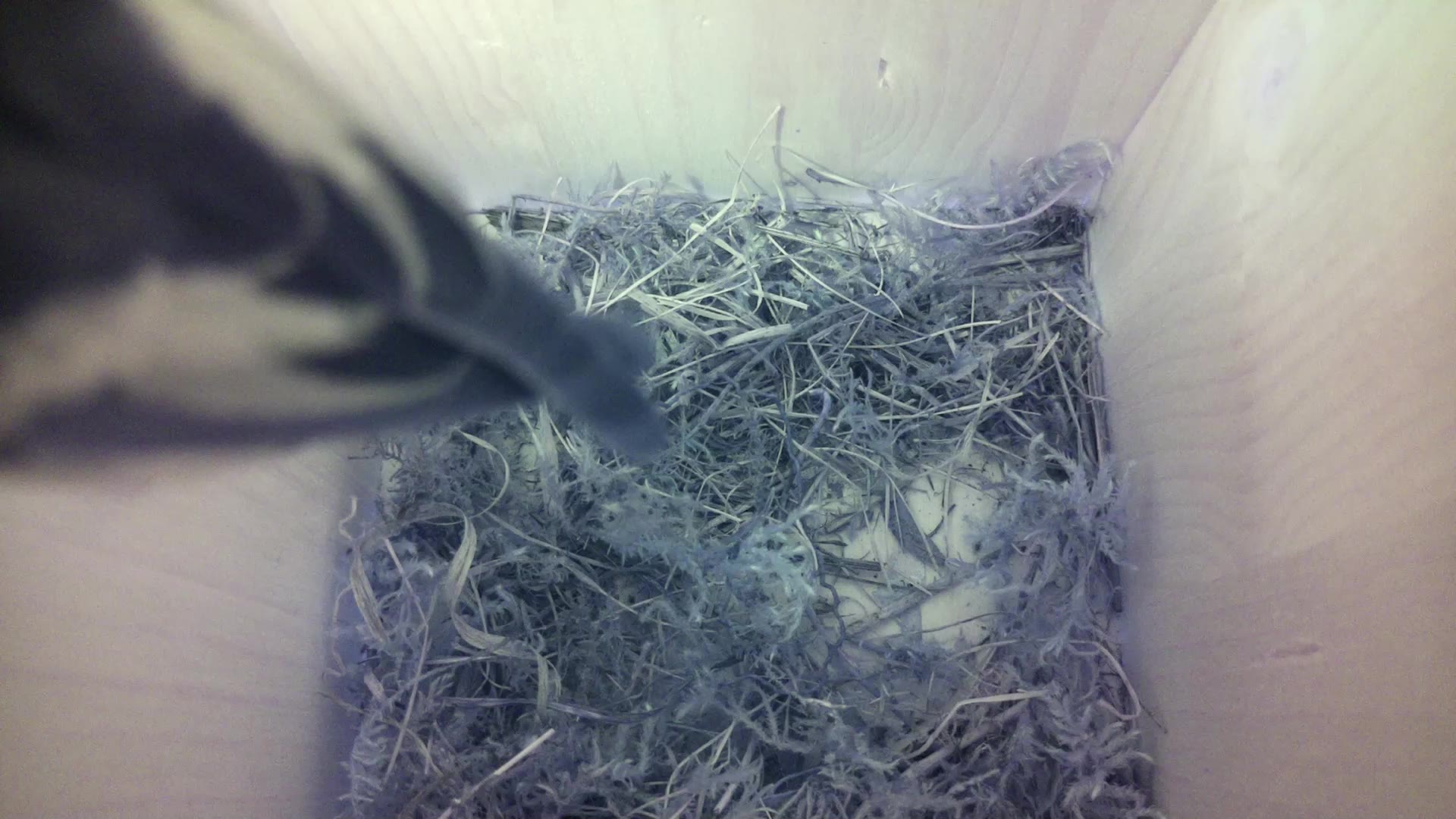 Aufnahme aus dem Vogelhaus