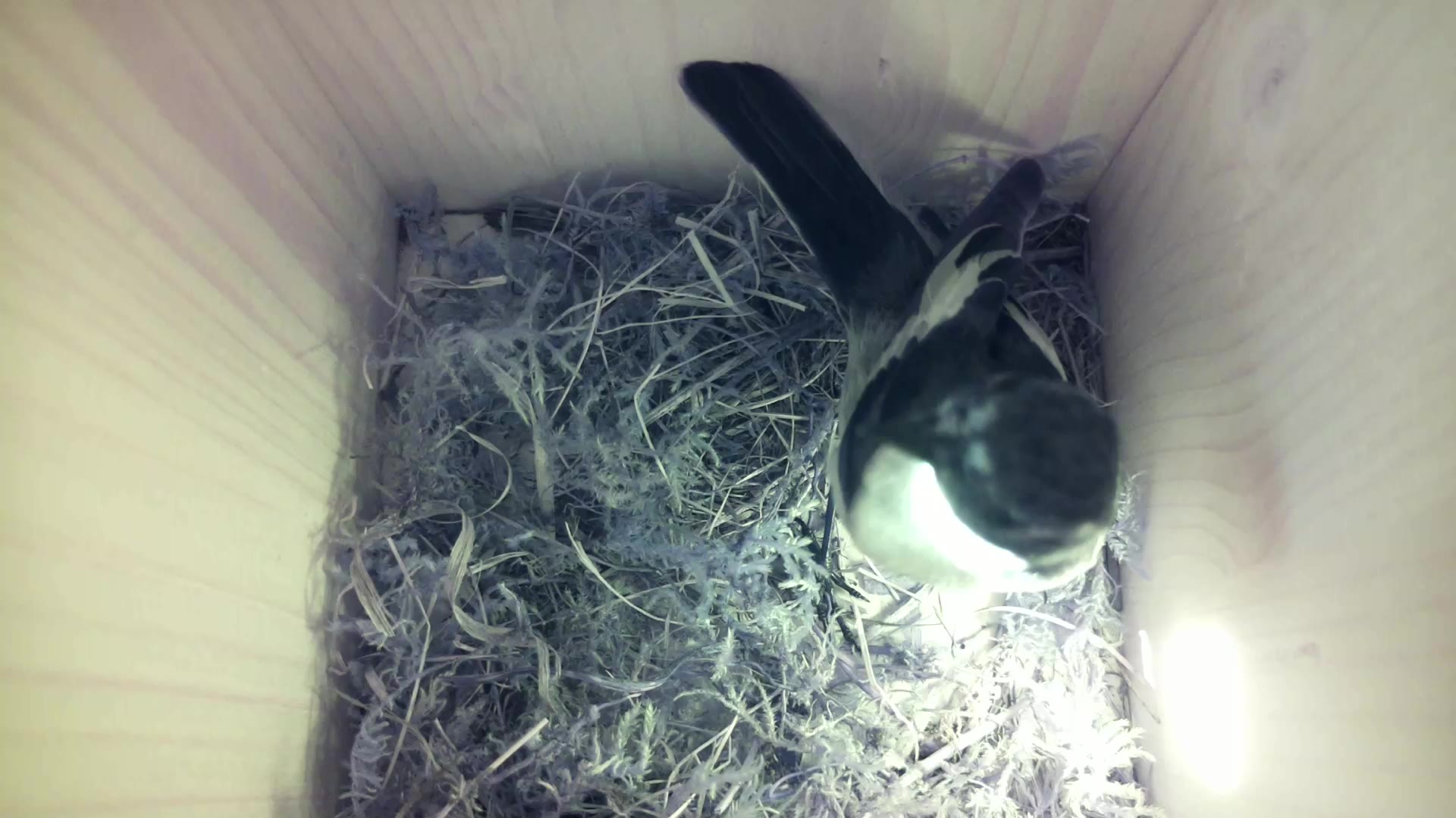 Aufnahme aus dem Vogelhaus