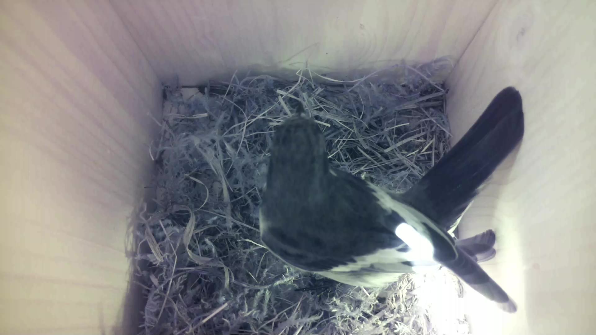 Aufnahme aus dem Vogelhaus