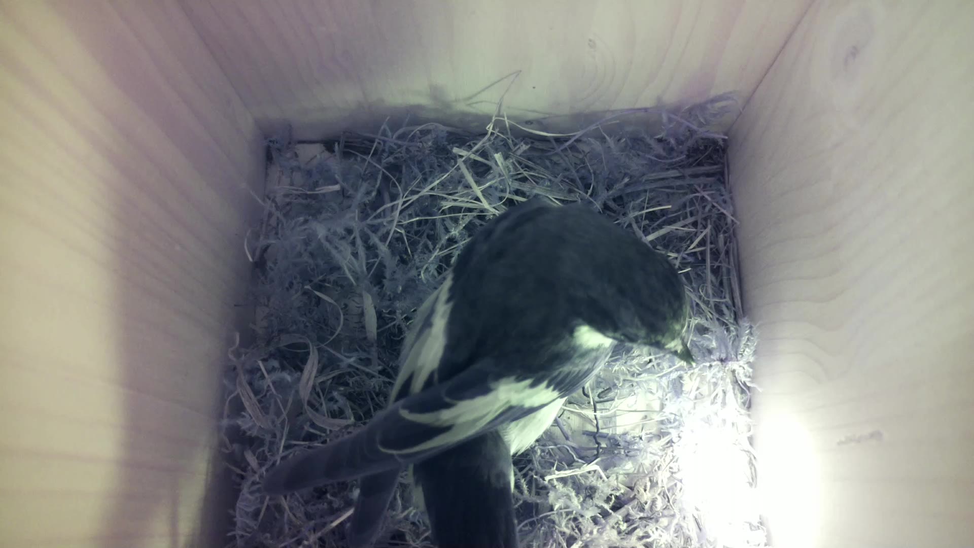 Aufnahme aus dem Vogelhaus