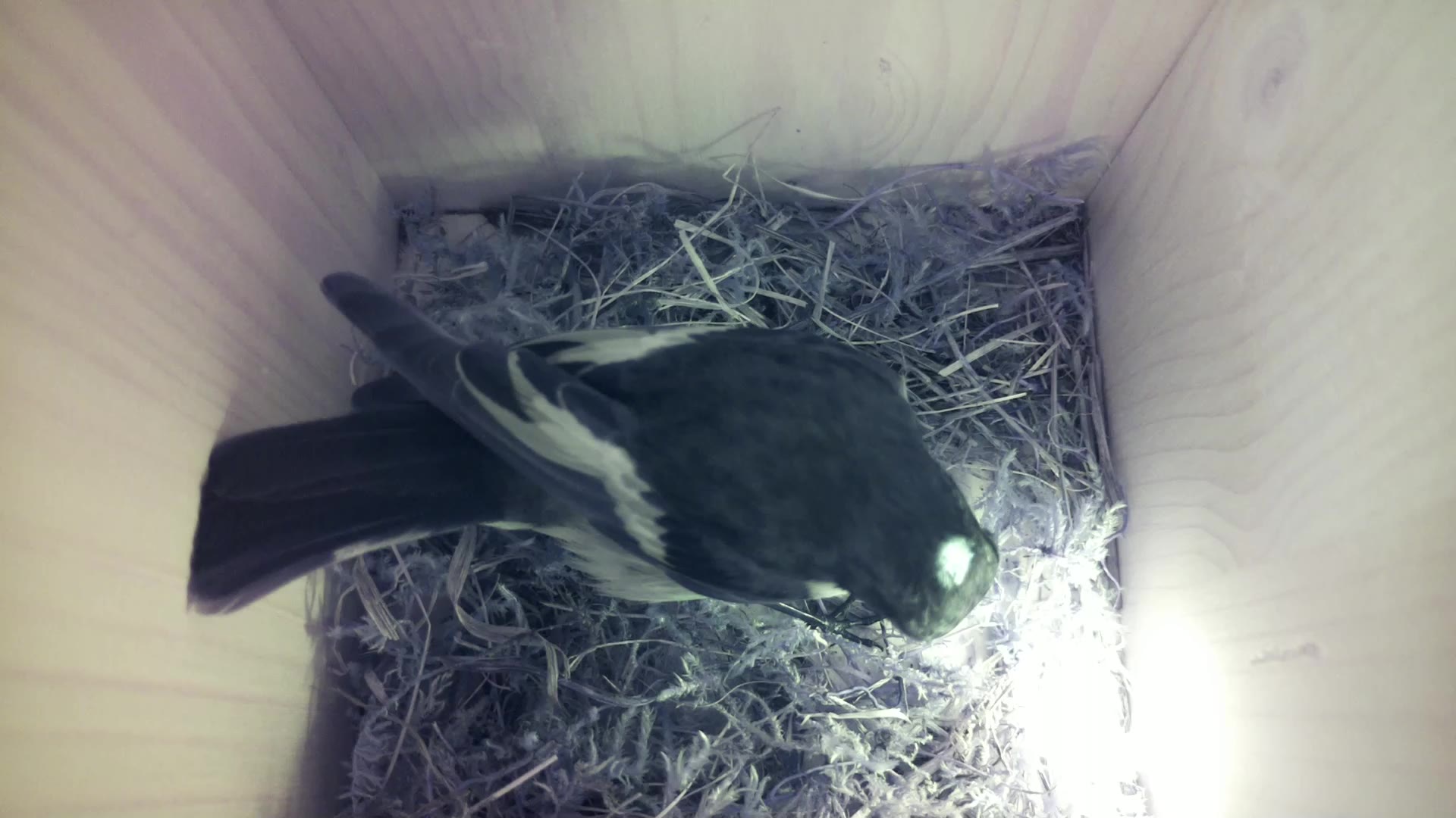 Aufnahme aus dem Vogelhaus