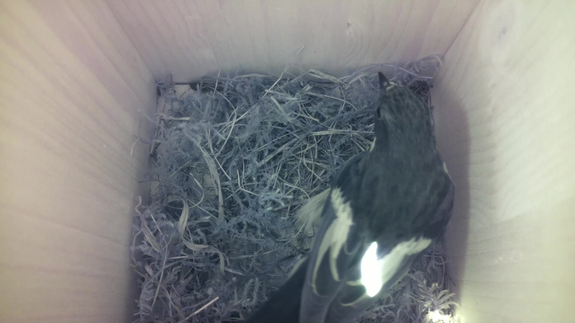 Aufnahme aus dem Vogelhaus