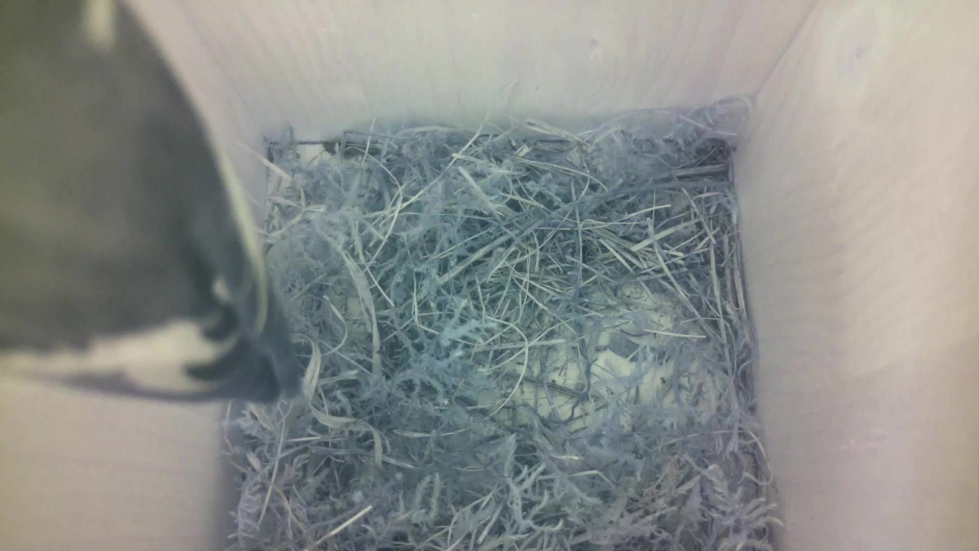 Aufnahme aus dem Vogelhaus