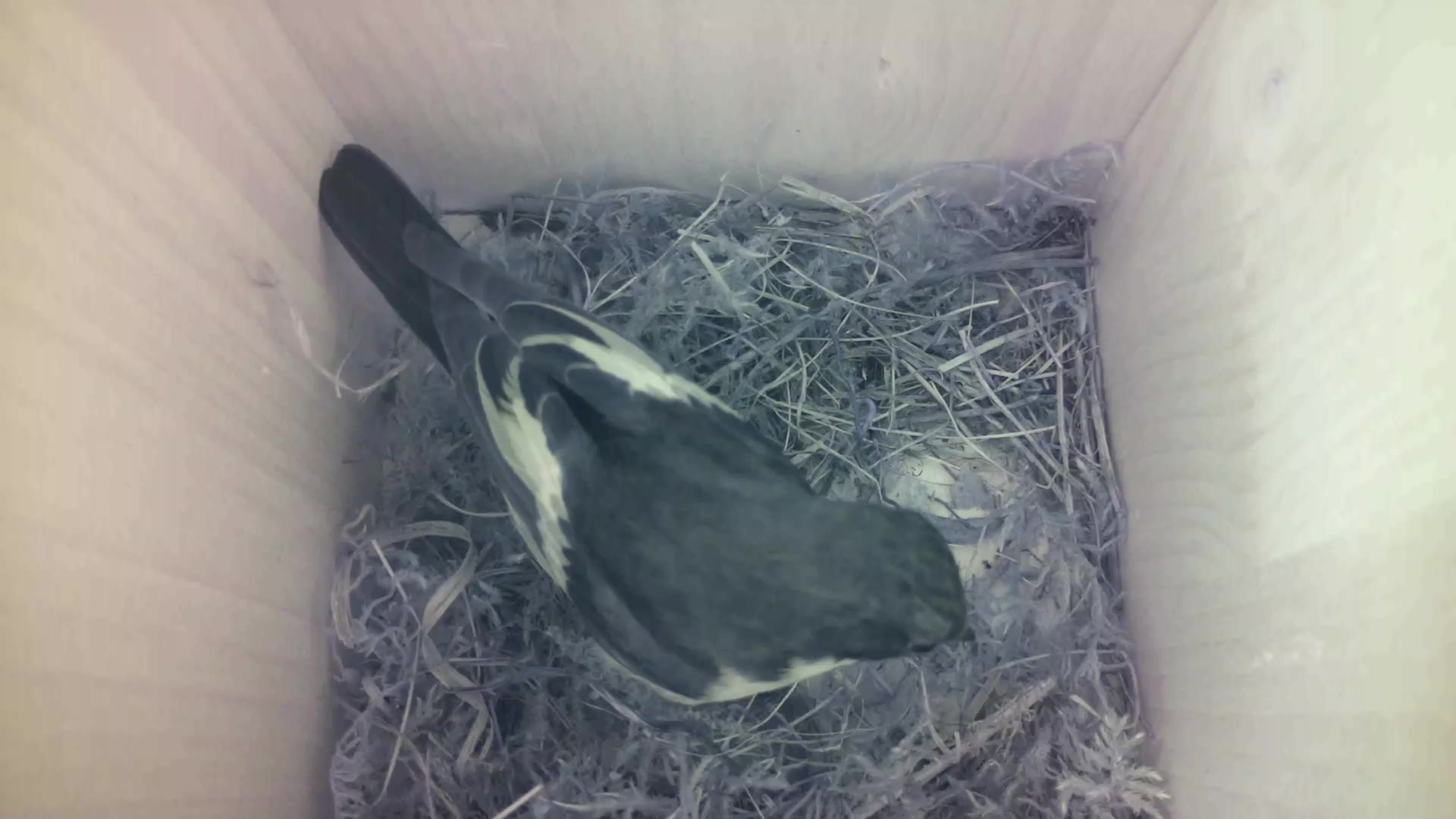 Aufnahme aus dem Vogelhaus