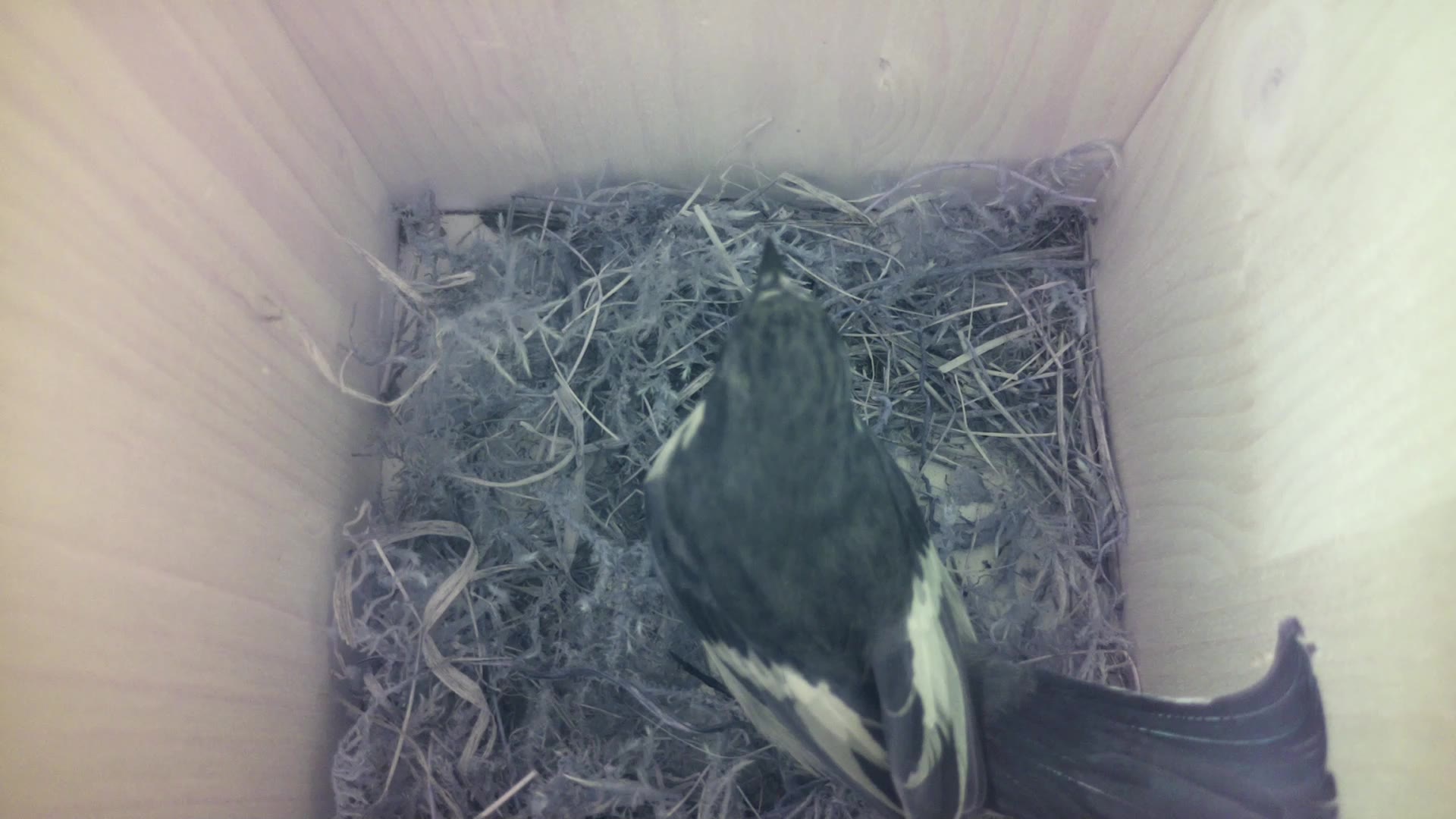Aufnahme aus dem Vogelhaus