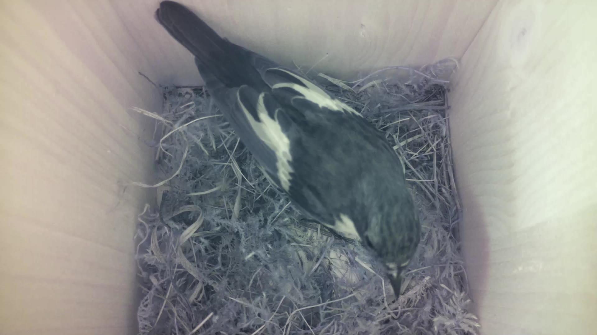 Aufnahme aus dem Vogelhaus