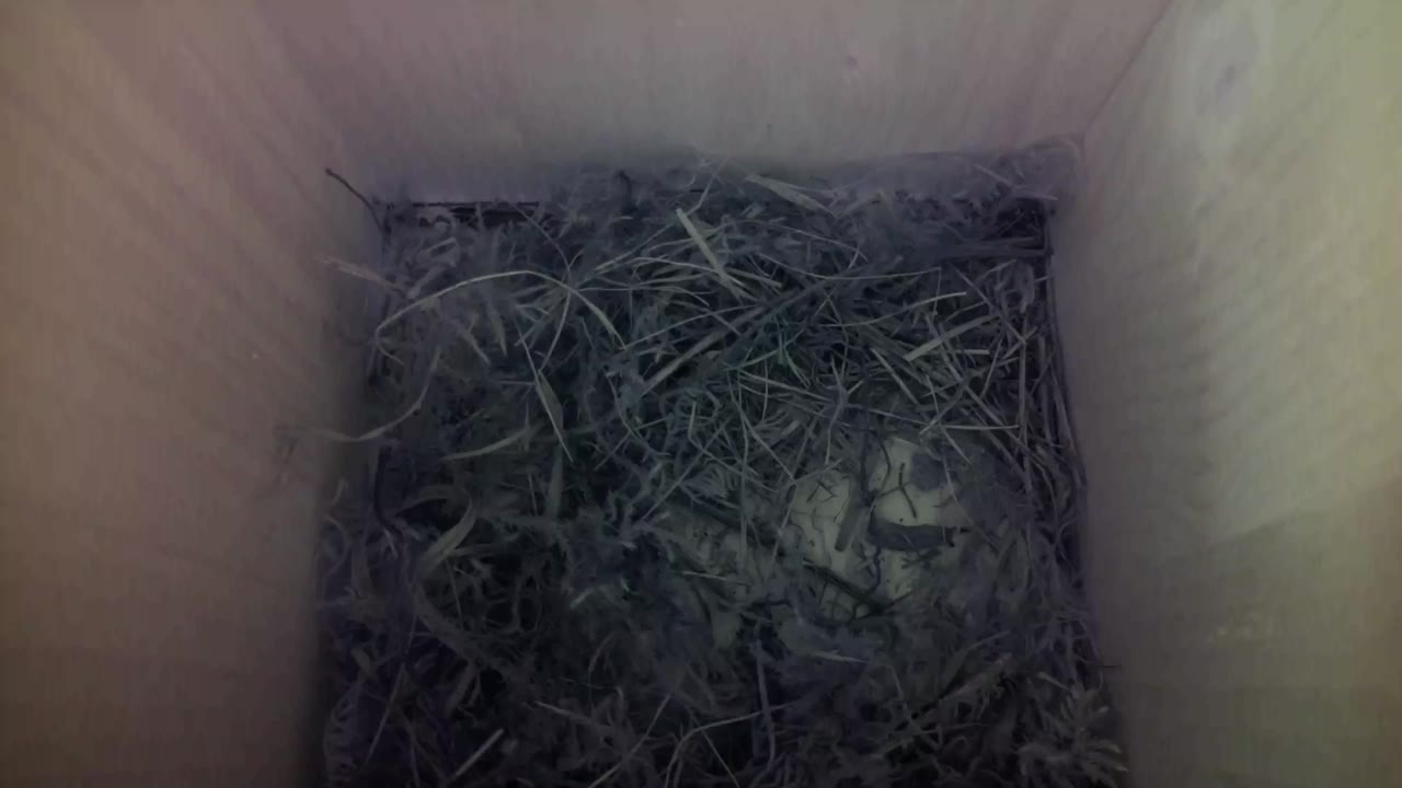 Aufnahme aus dem Vogelhaus
