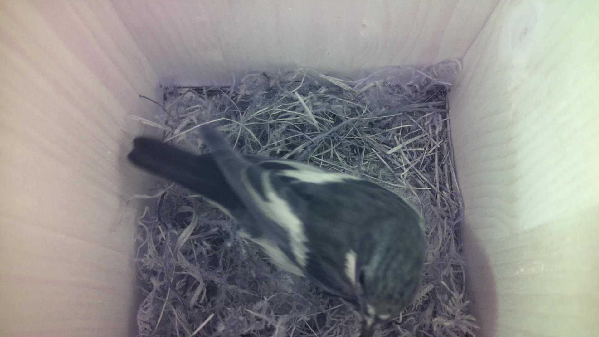 Aufnahme aus dem Vogelhaus