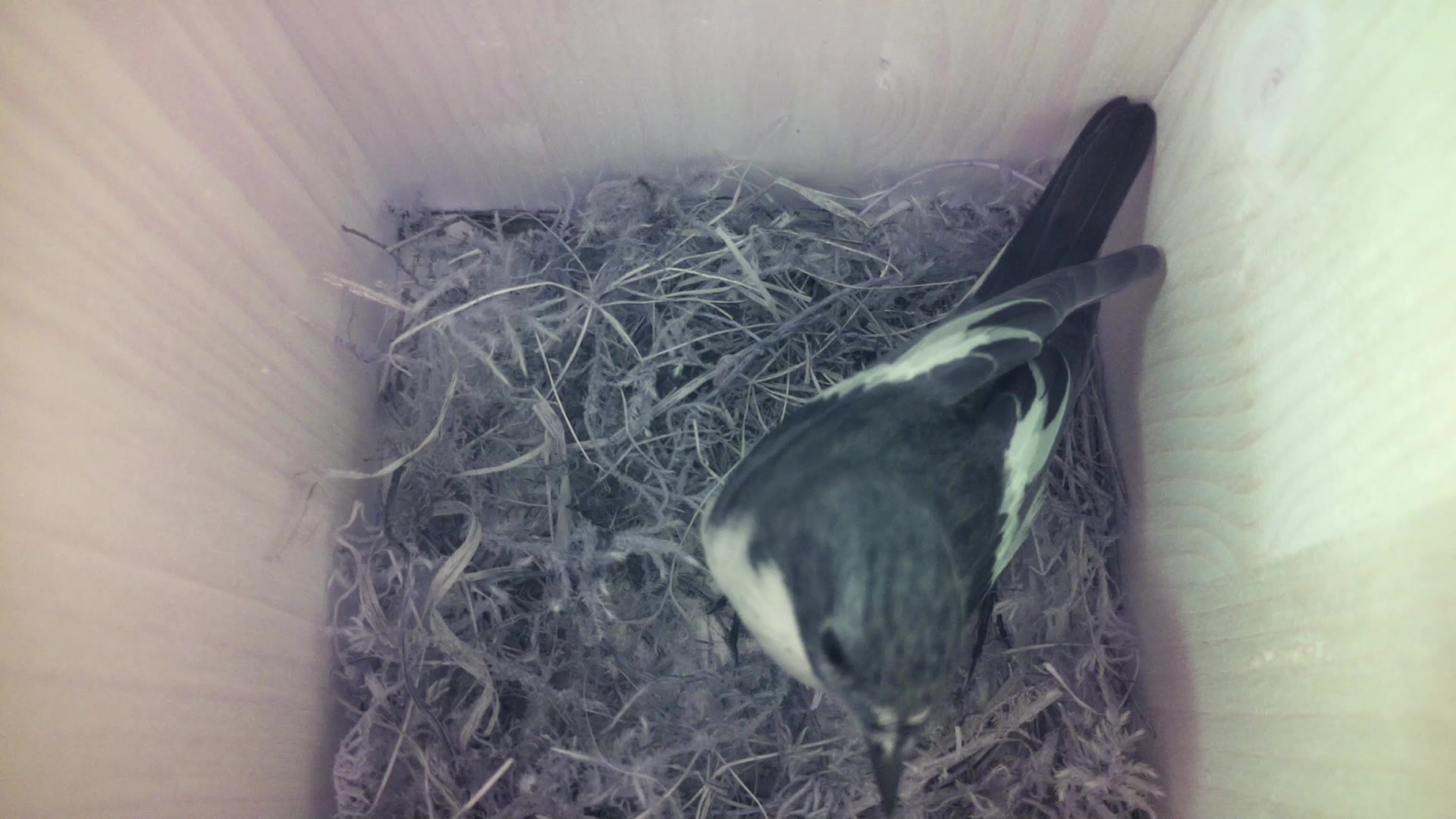 Aufnahme aus dem Vogelhaus