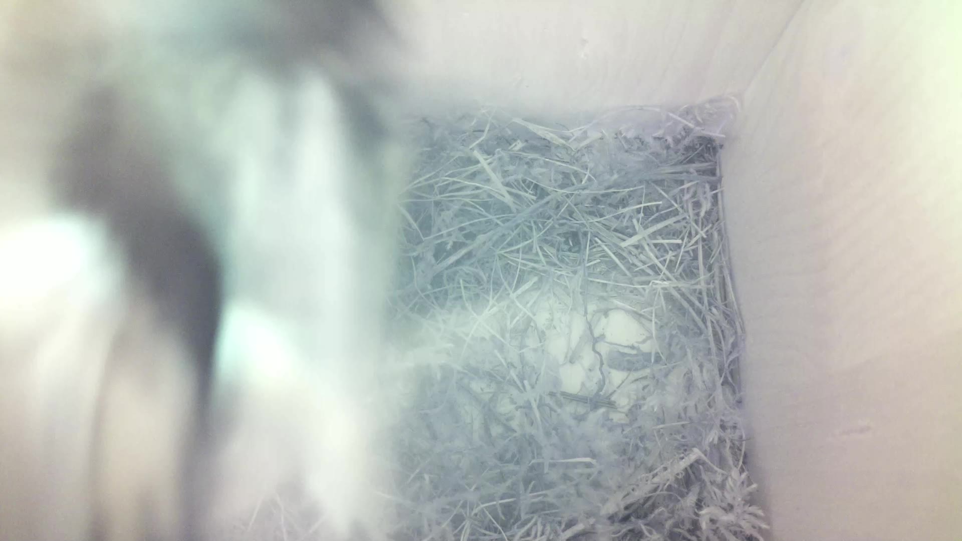 Aufnahme aus dem Vogelhaus