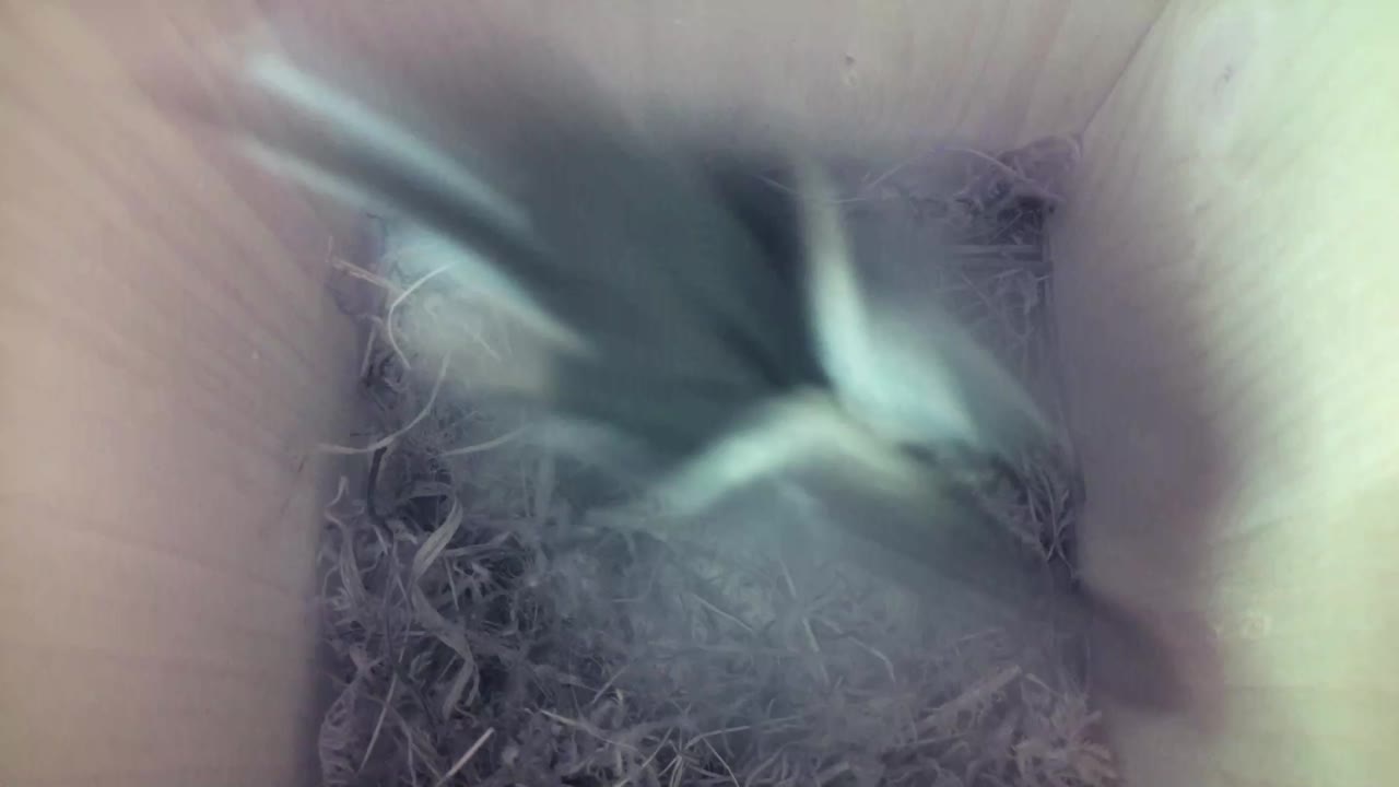 Aufnahme aus dem Vogelhaus