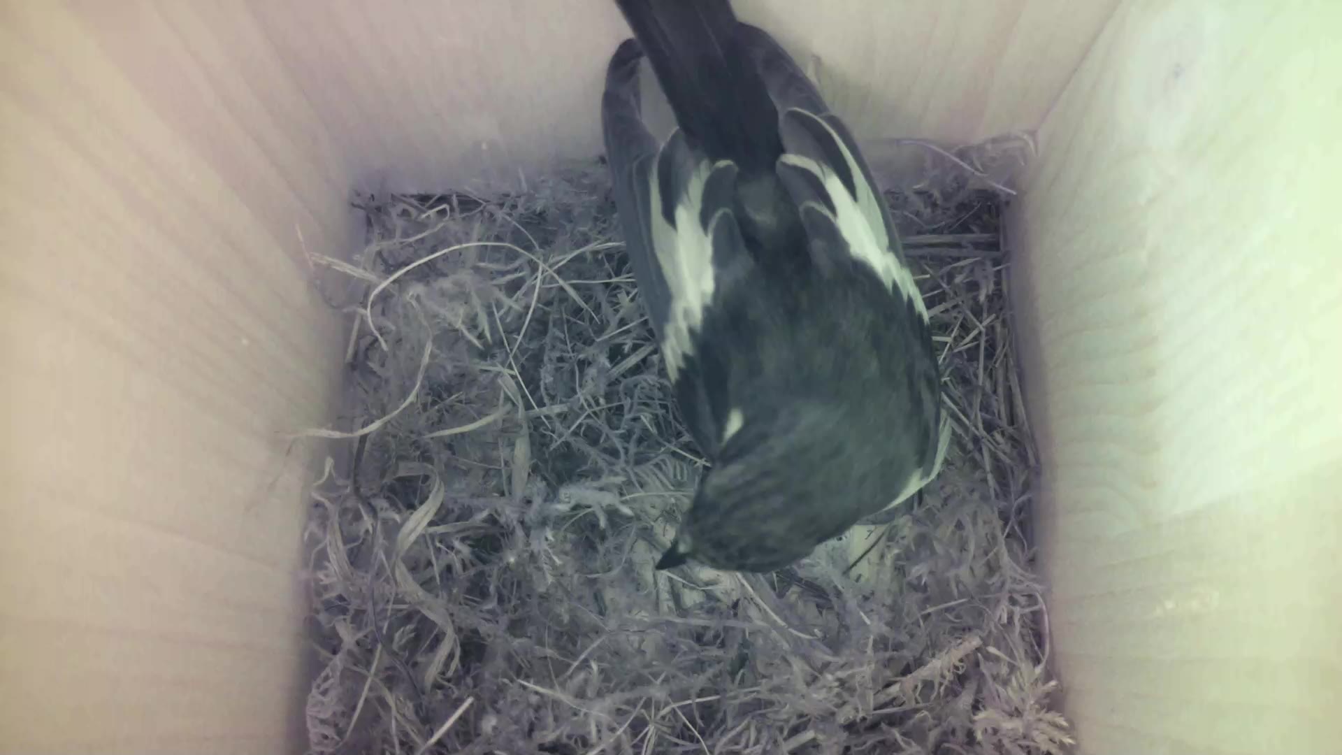 Aufnahme aus dem Vogelhaus