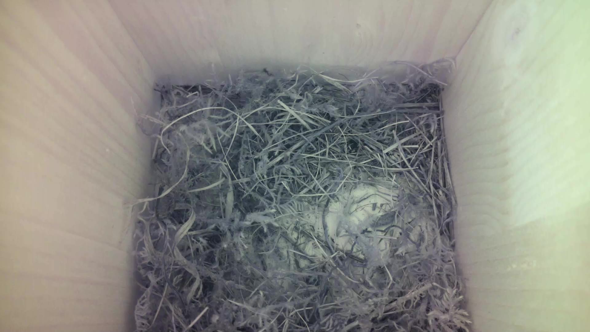 Aufnahme aus dem Vogelhaus