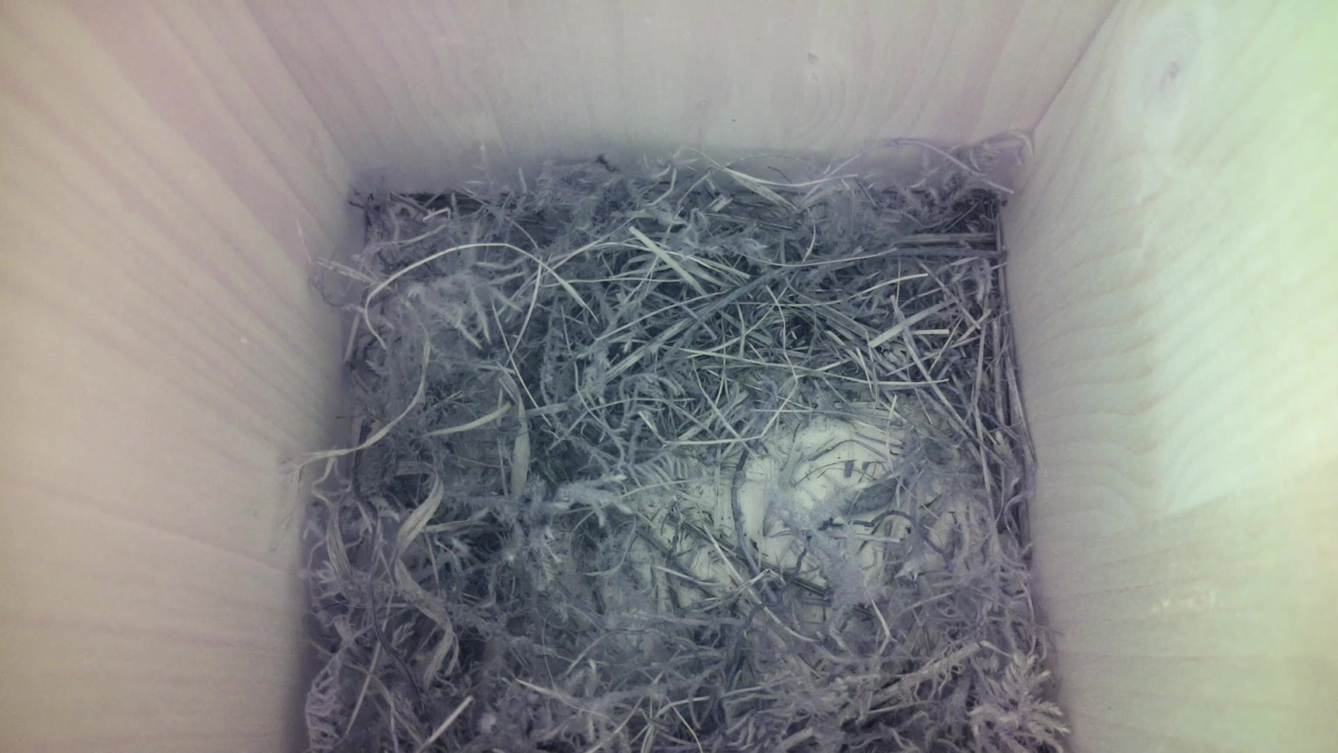 Aufnahme aus dem Vogelhaus