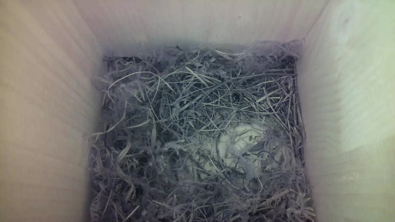 Aufnahme aus dem Vogelhaus