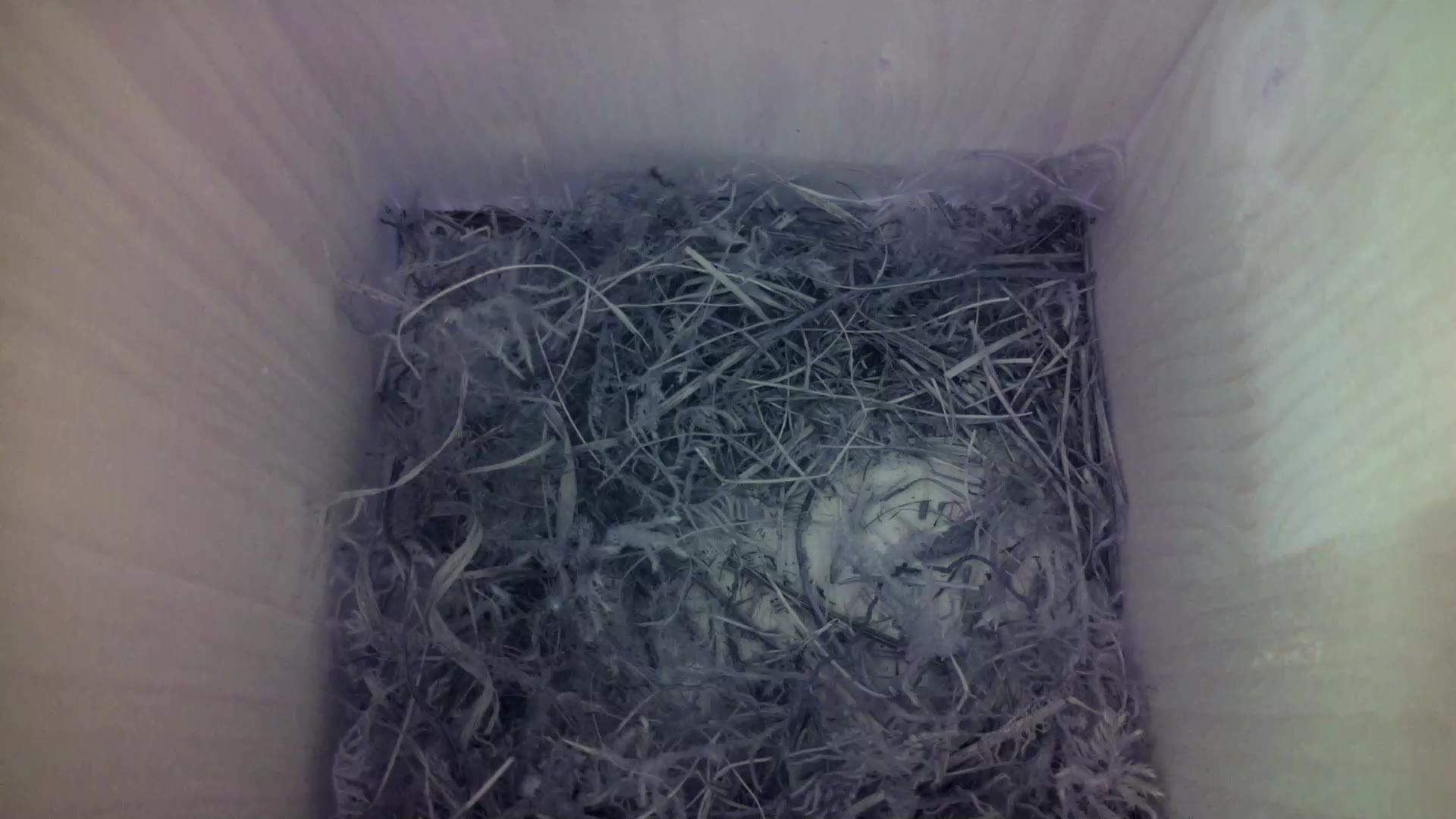 Aufnahme aus dem Vogelhaus