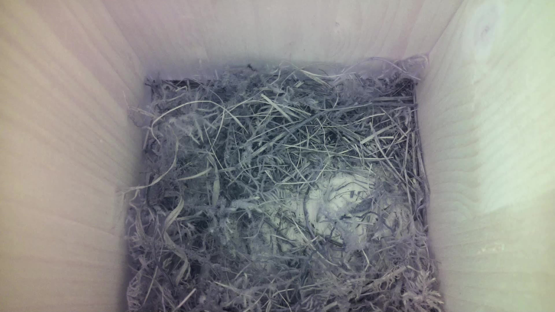 Aufnahme aus dem Vogelhaus