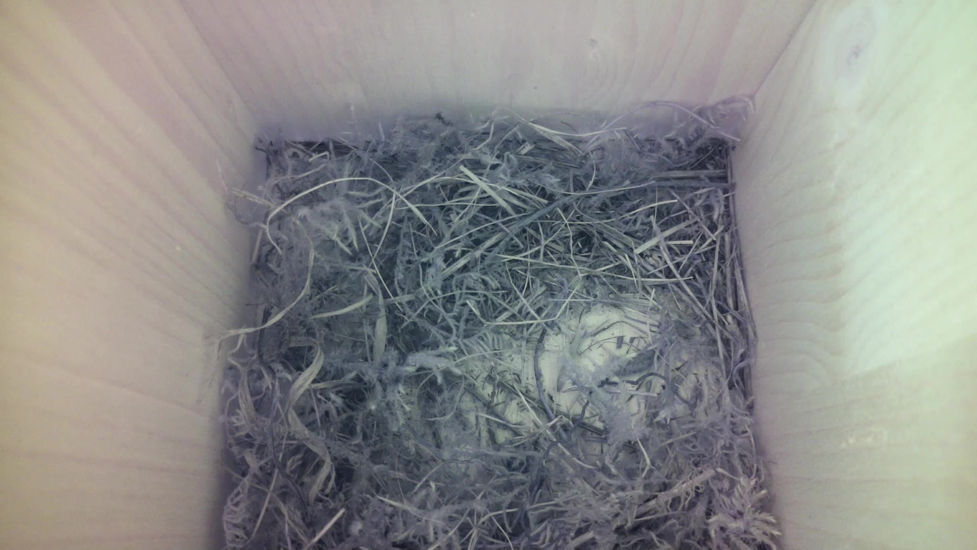 Aufnahme aus dem Vogelhaus