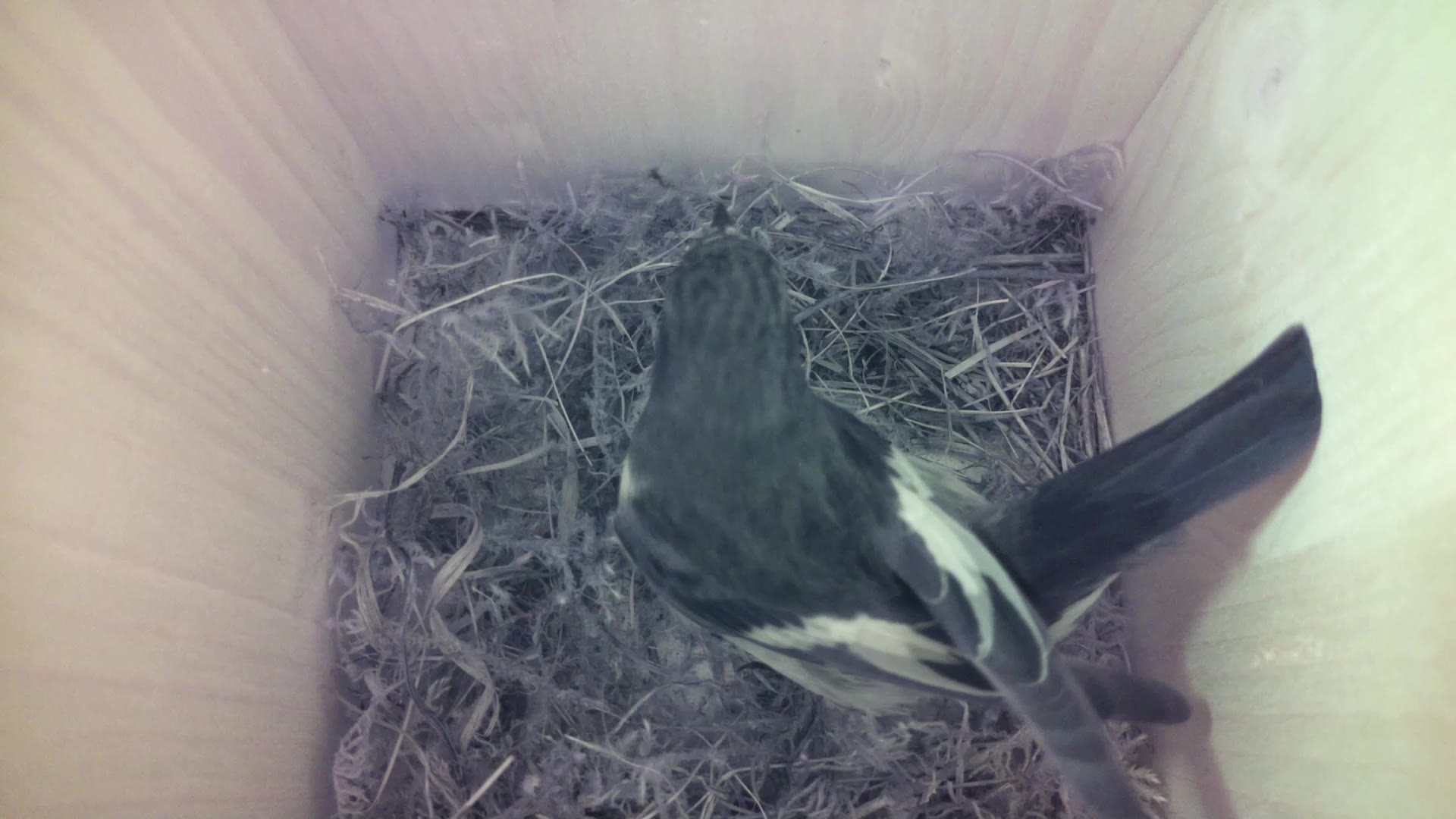Aufnahme aus dem Vogelhaus