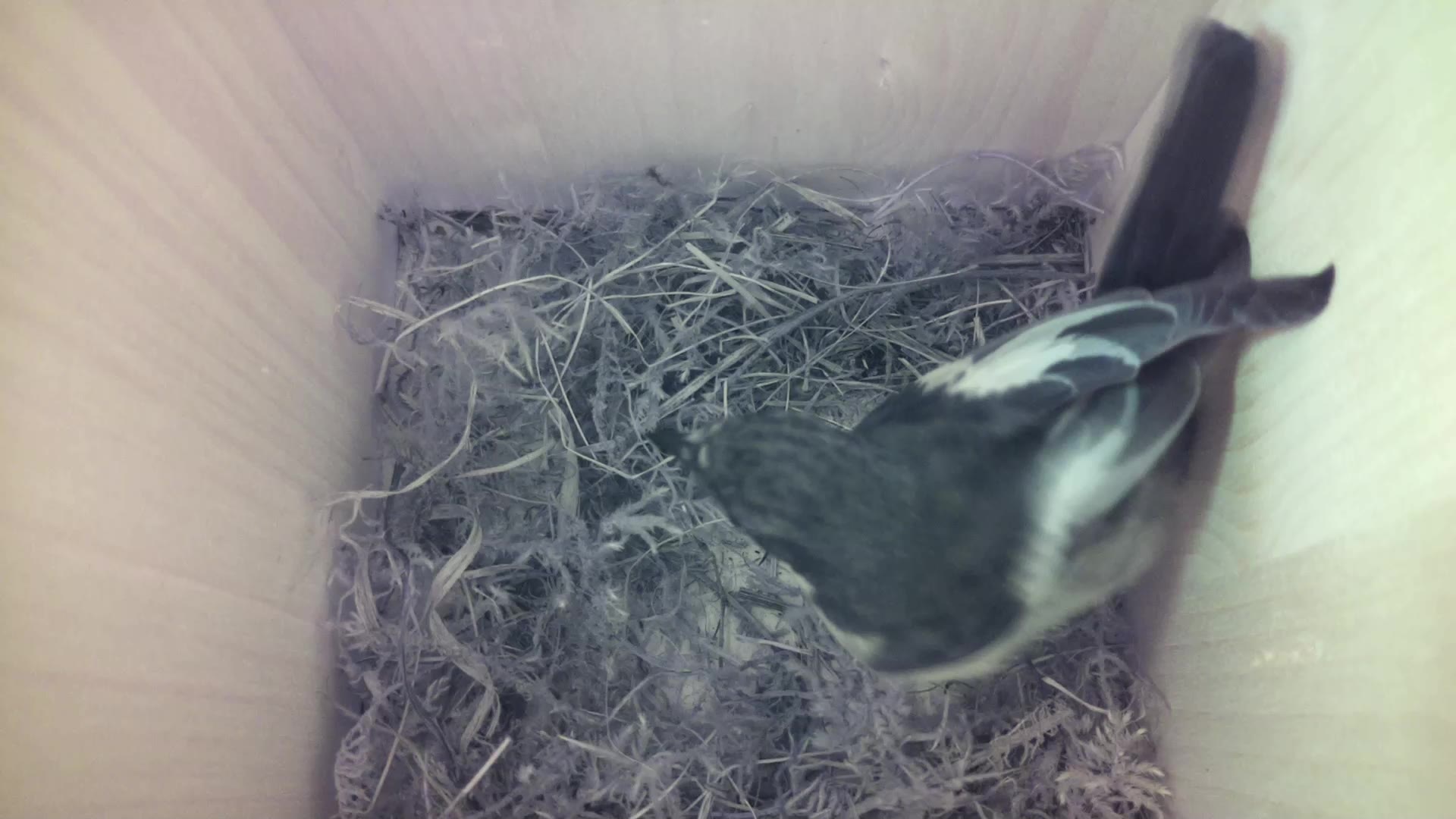 Aufnahme aus dem Vogelhaus