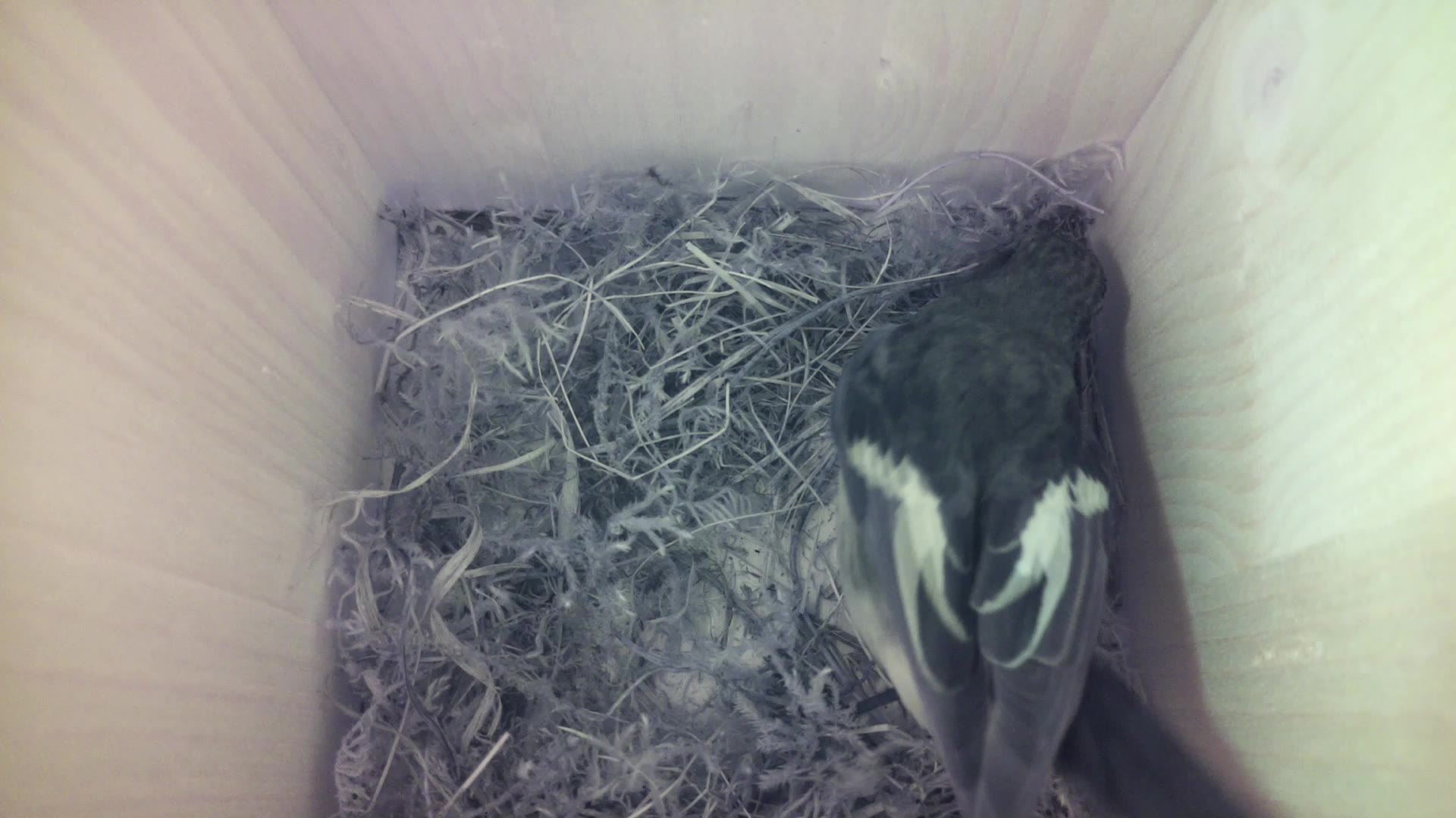 Aufnahme aus dem Vogelhaus