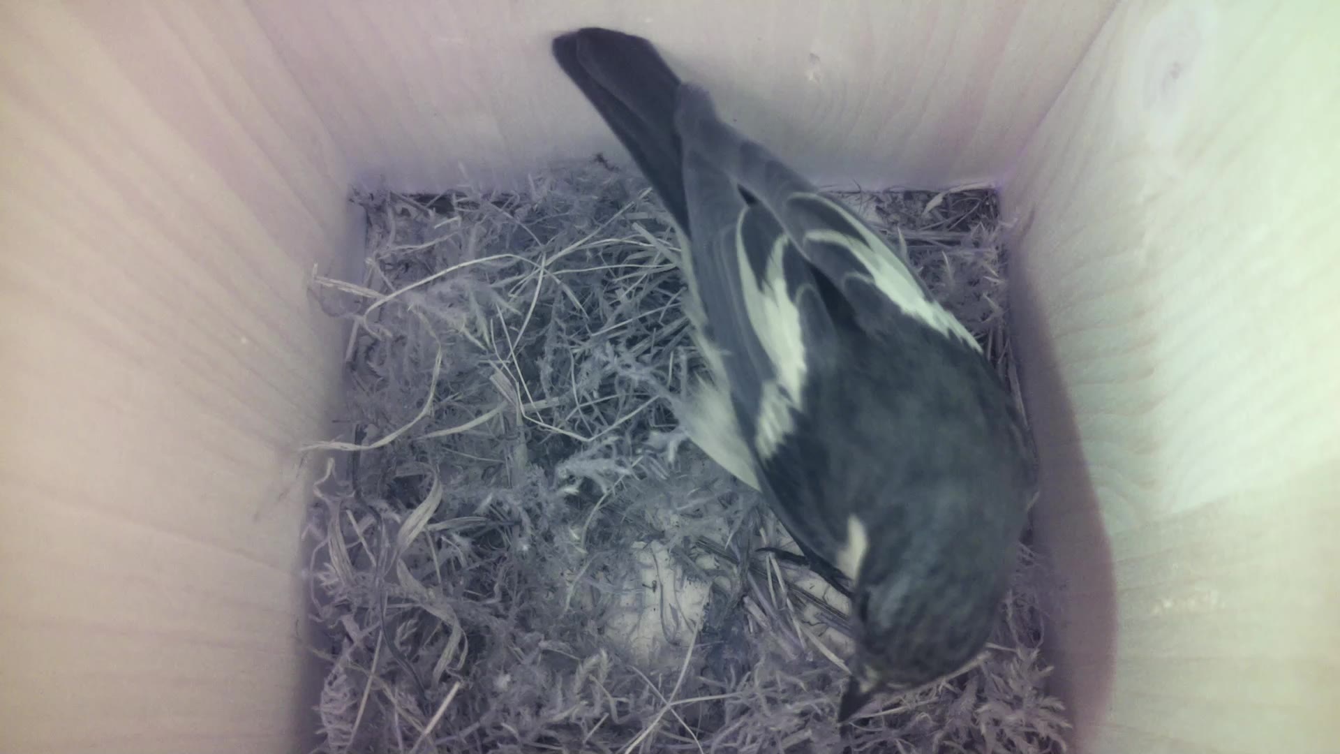 Aufnahme aus dem Vogelhaus