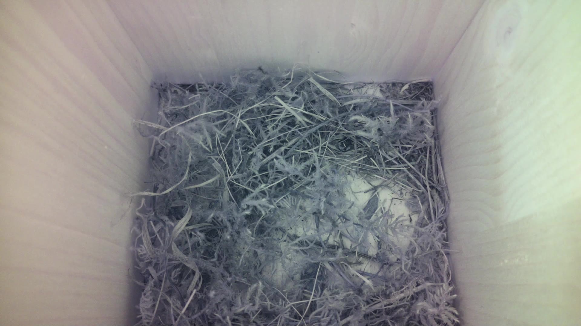Aufnahme aus dem Vogelhaus