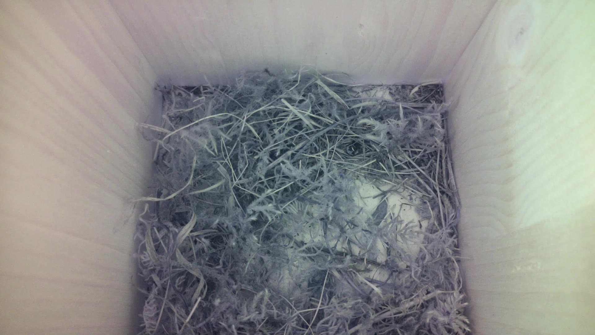 Aufnahme aus dem Vogelhaus
