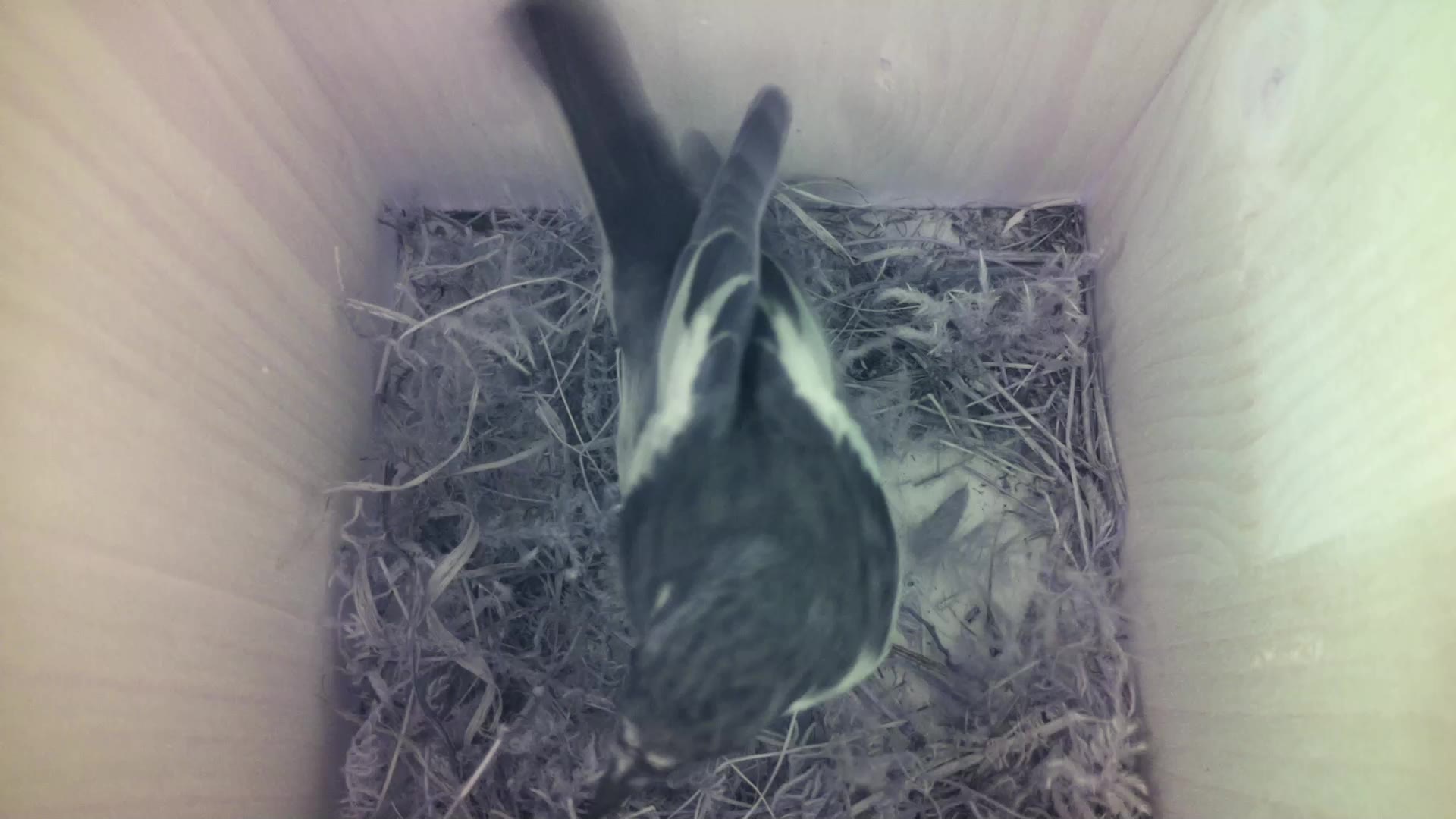 Aufnahme aus dem Vogelhaus