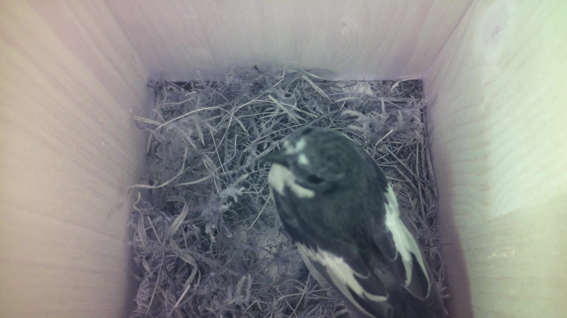 Aufnahme aus dem Vogelhaus
