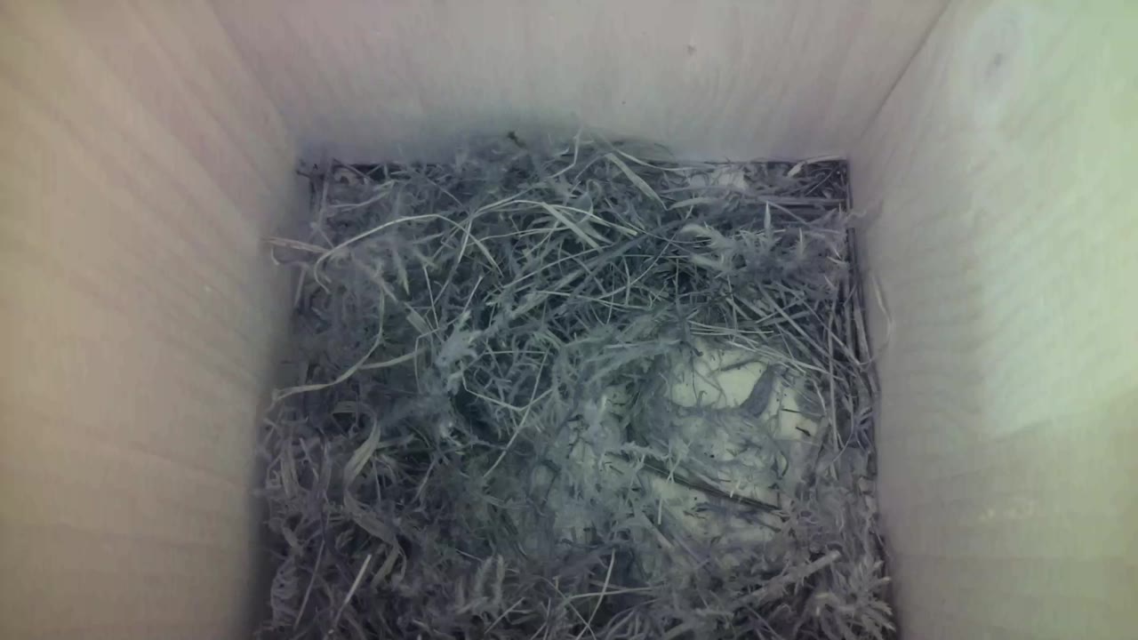 Aufnahme aus dem Vogelhaus
