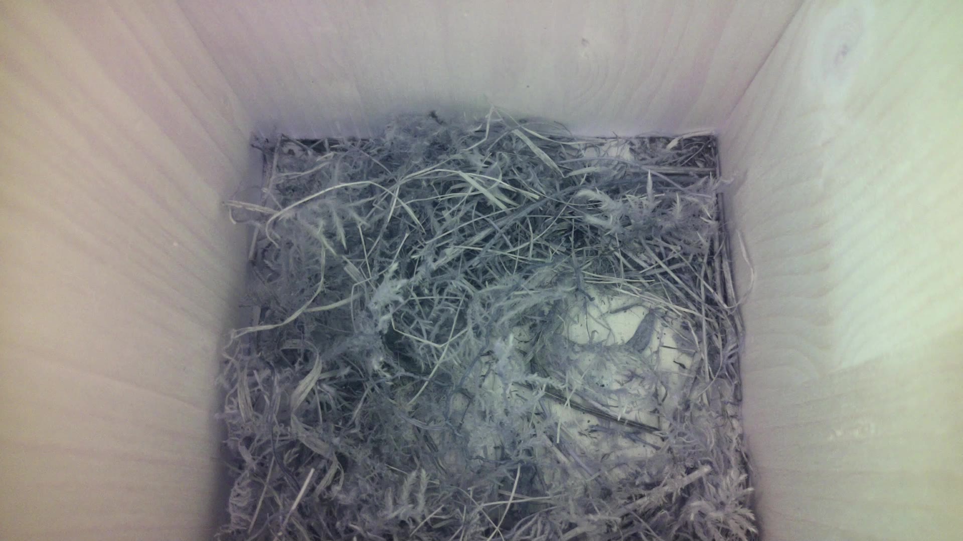 Aufnahme aus dem Vogelhaus
