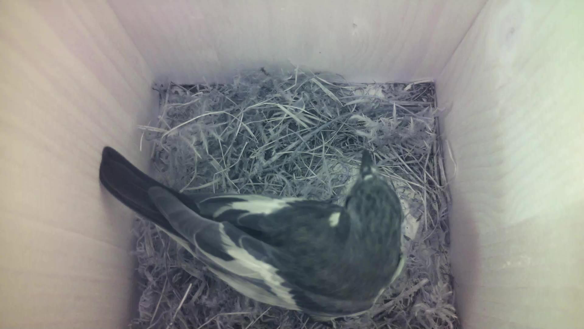 Aufnahme aus dem Vogelhaus