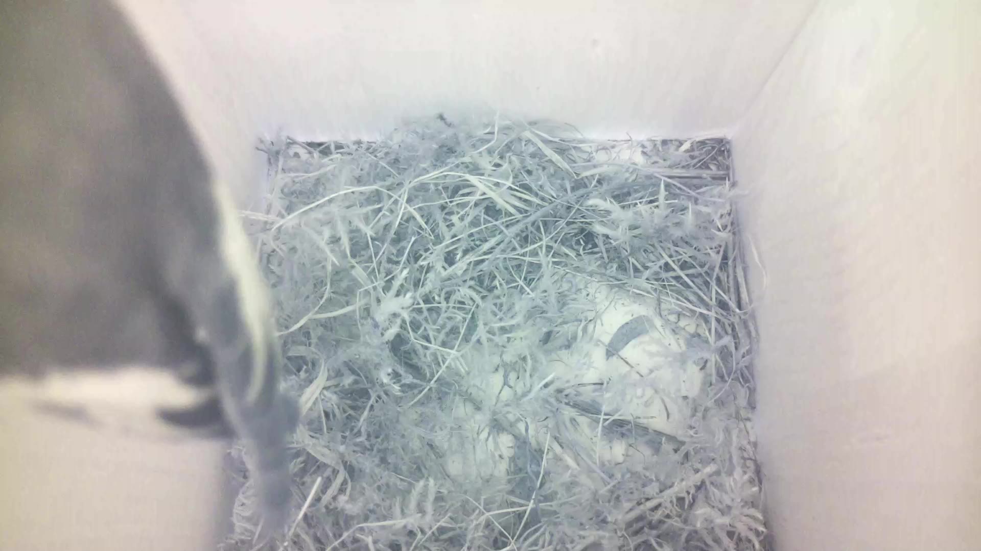 Aufnahme aus dem Vogelhaus