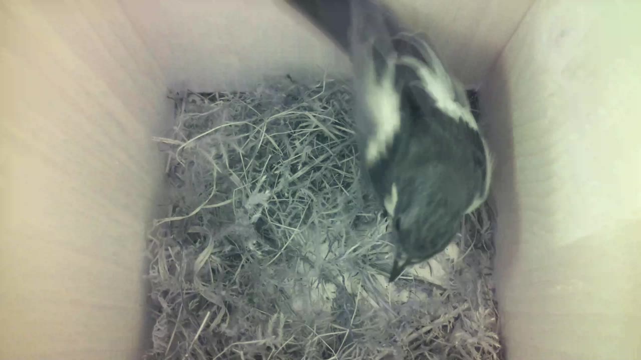 Aufnahme aus dem Vogelhaus