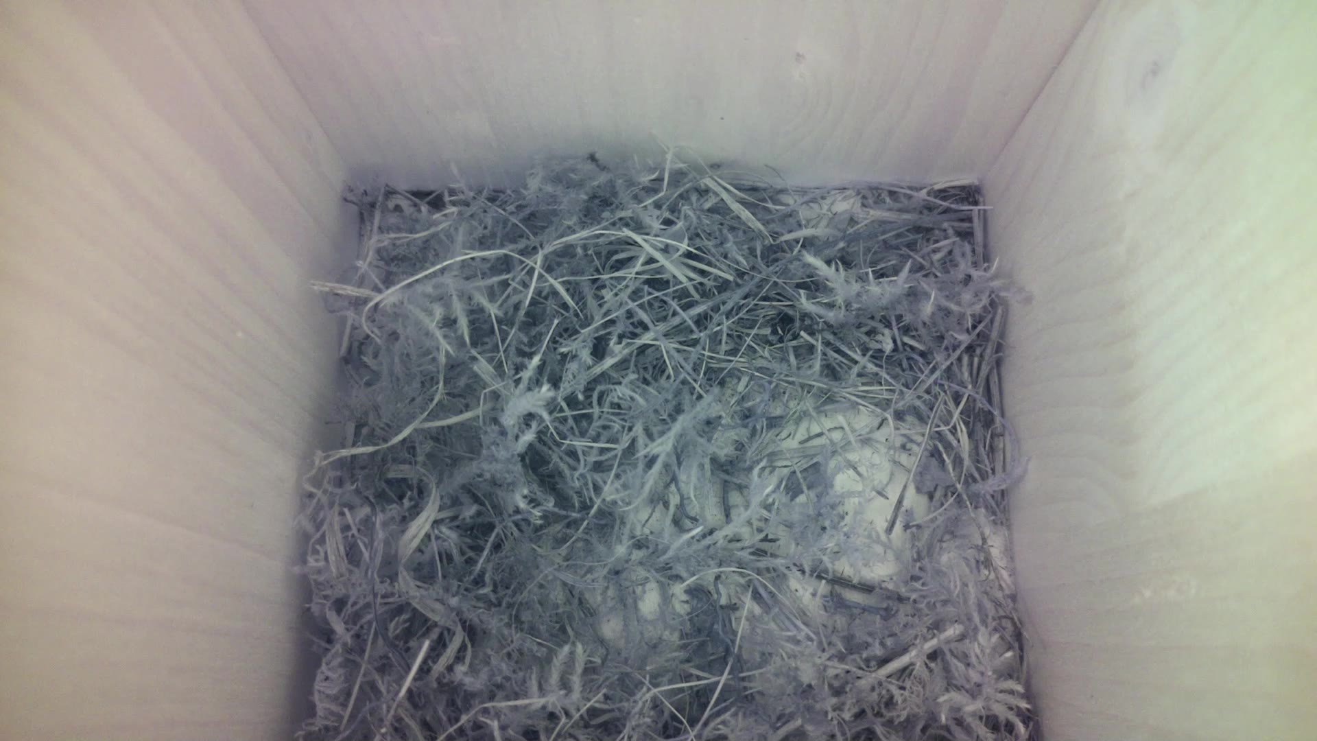 Aufnahme aus dem Vogelhaus