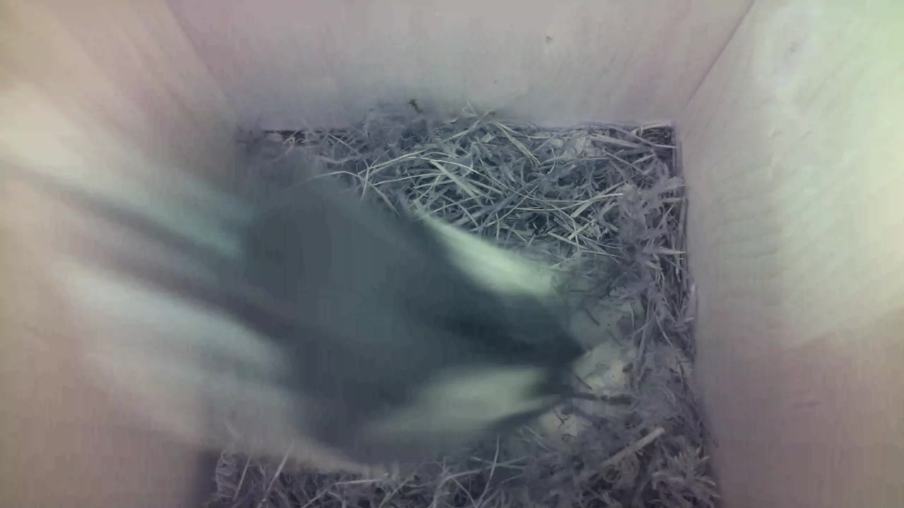 Aufnahme aus dem Vogelhaus