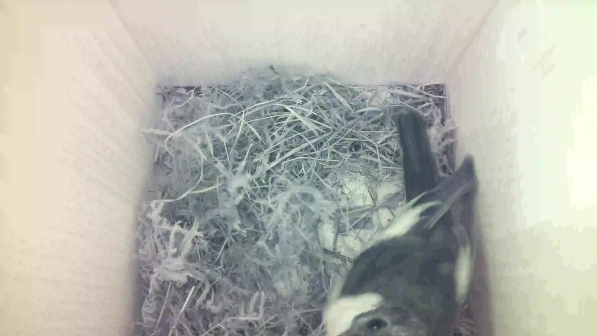 Aufnahme aus dem Vogelhaus