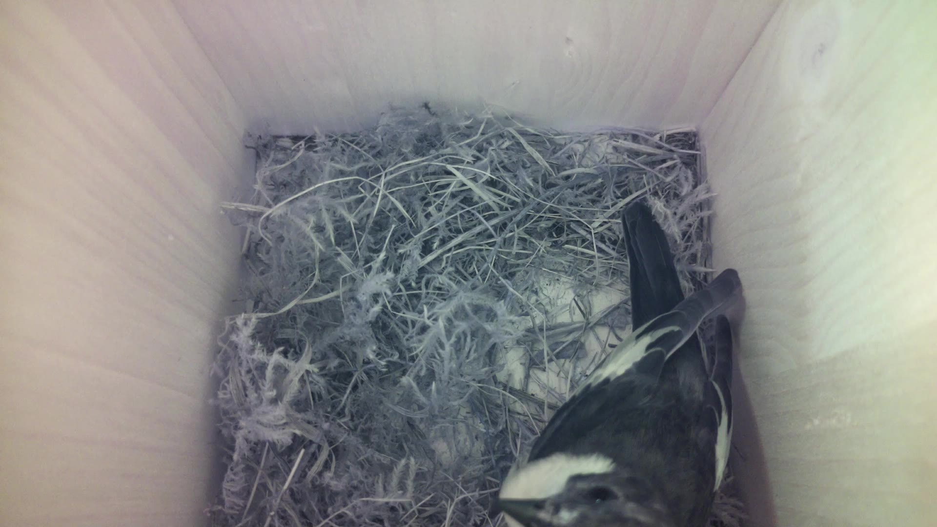 Aufnahme aus dem Vogelhaus