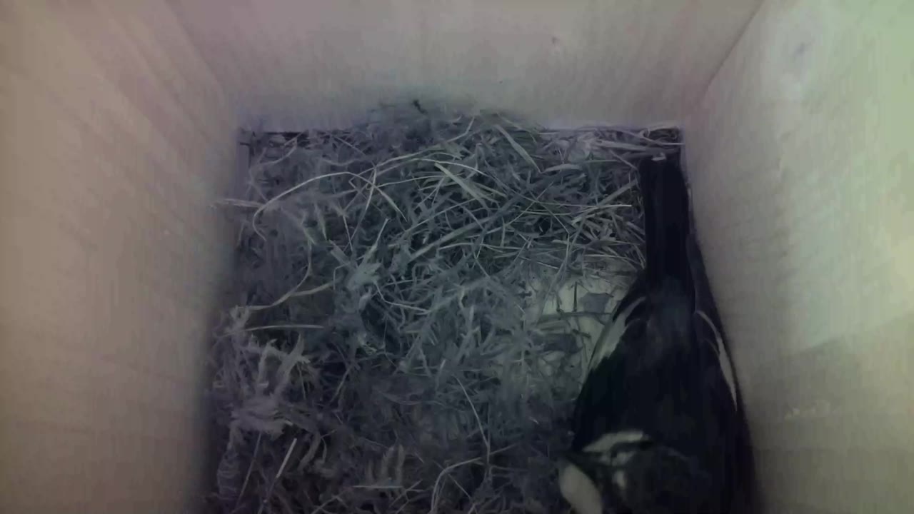 Aufnahme aus dem Vogelhaus