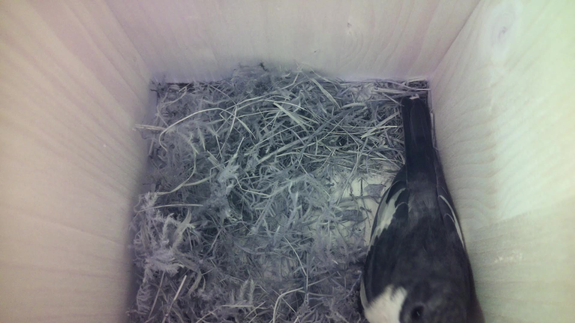 Aufnahme aus dem Vogelhaus