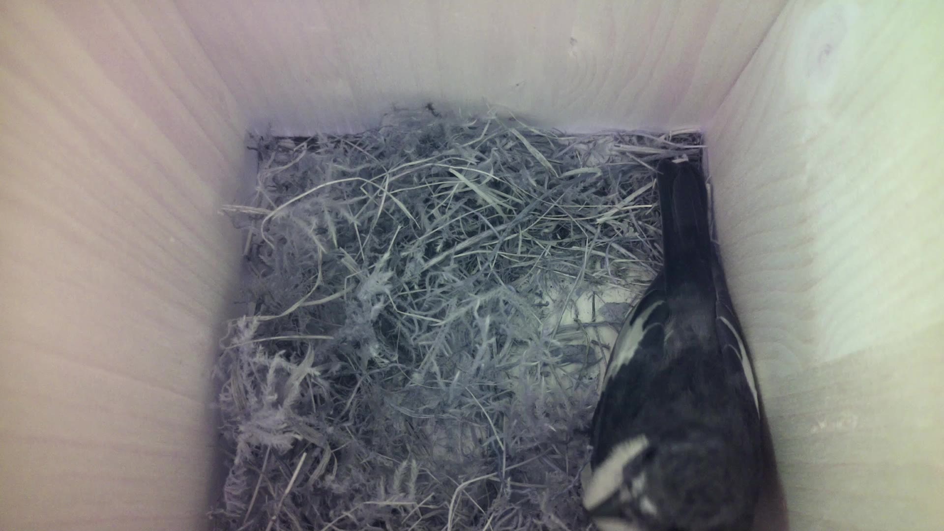 Aufnahme aus dem Vogelhaus