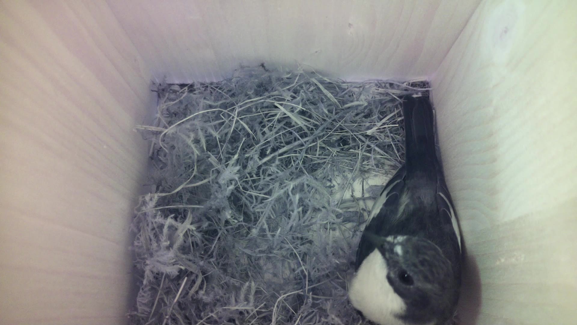 Aufnahme aus dem Vogelhaus
