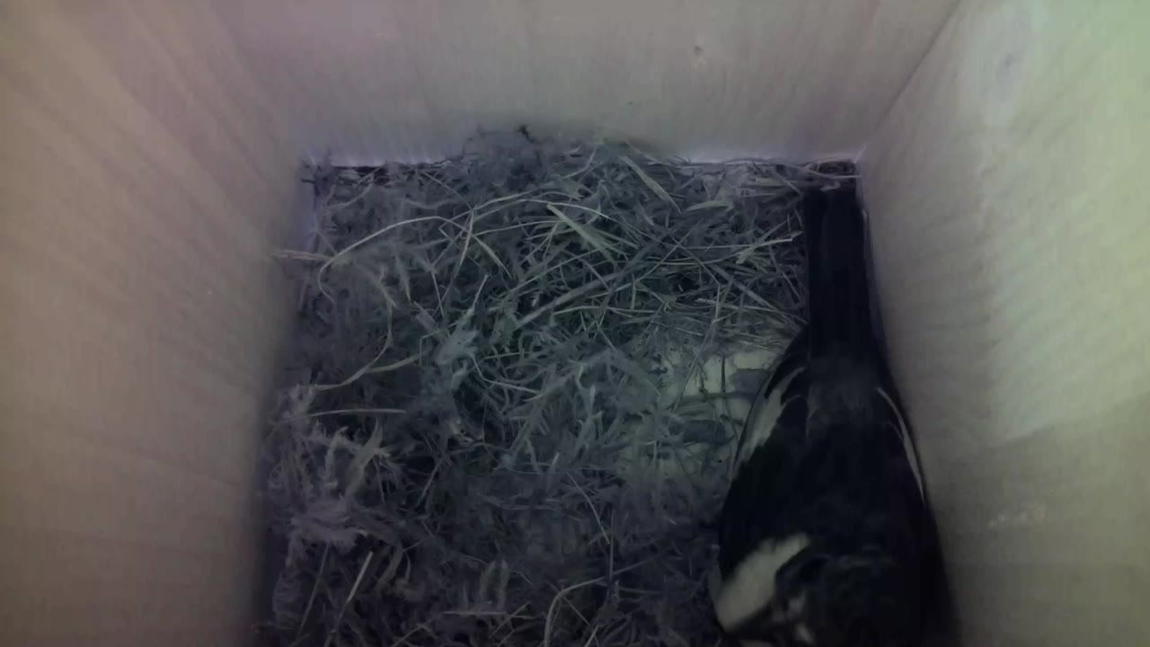 Aufnahme aus dem Vogelhaus
