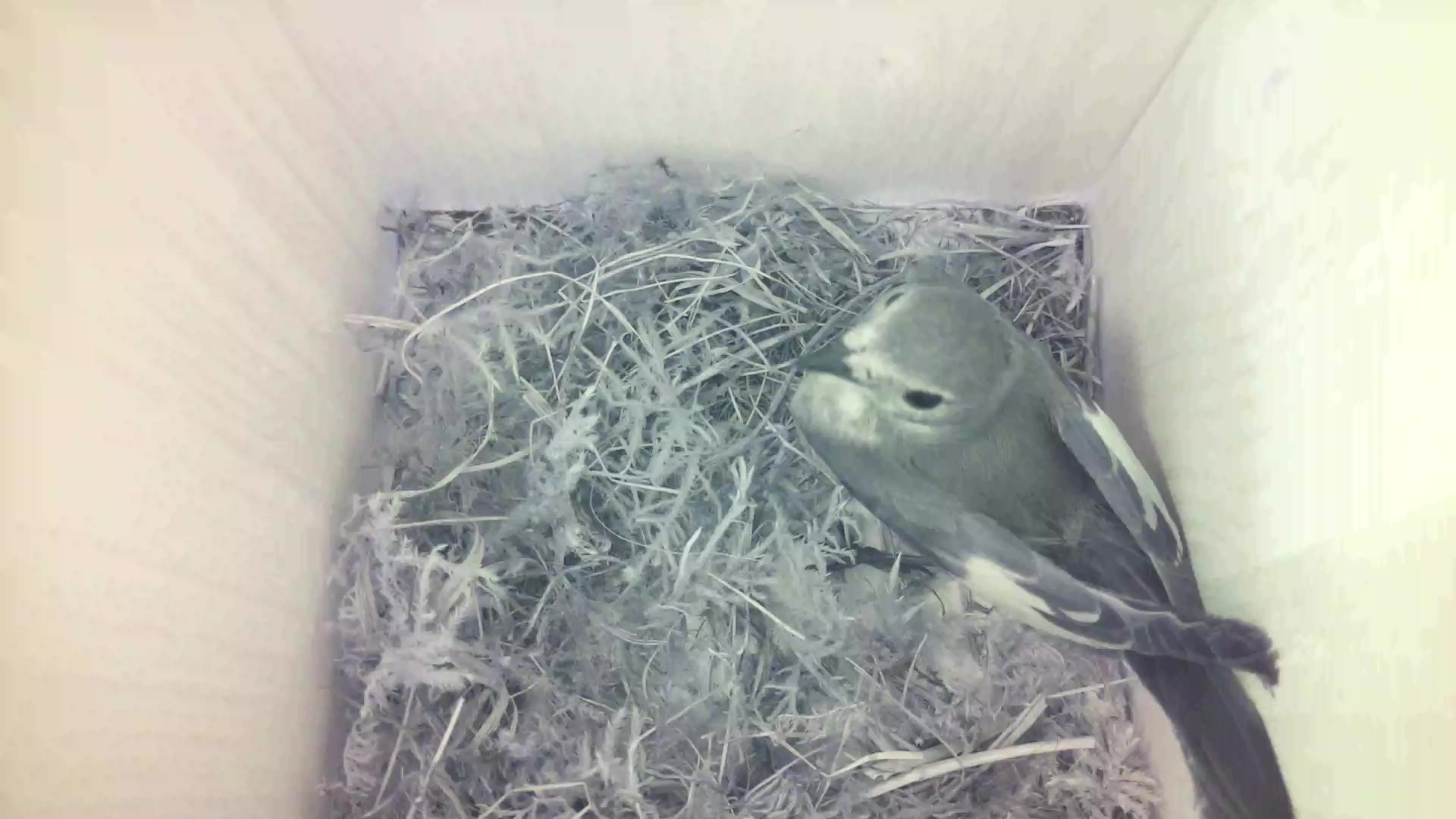 Aufnahme aus dem Vogelhaus